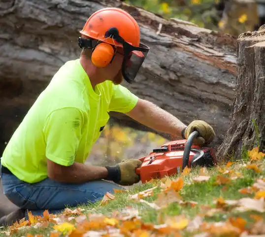 tree services Bayboro